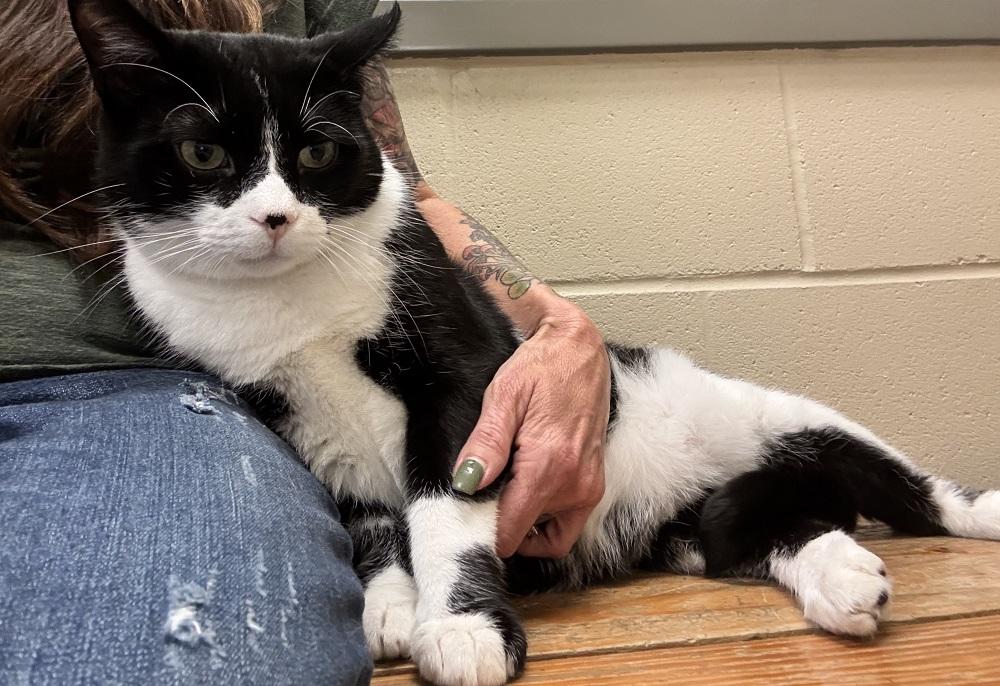 Enlarge Geo, a ADOPTABLE Domestic Short Hair in Mason City, IA image 1/4