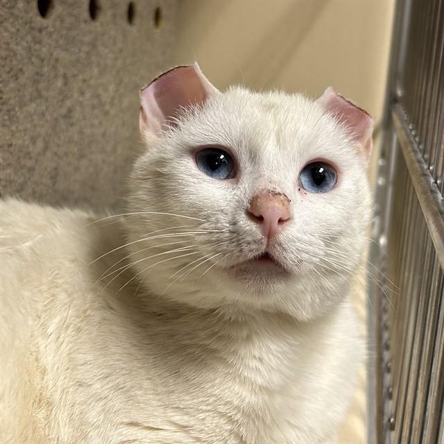 BLANCO, Adoptable, Adult Male Domestic Short Hair.