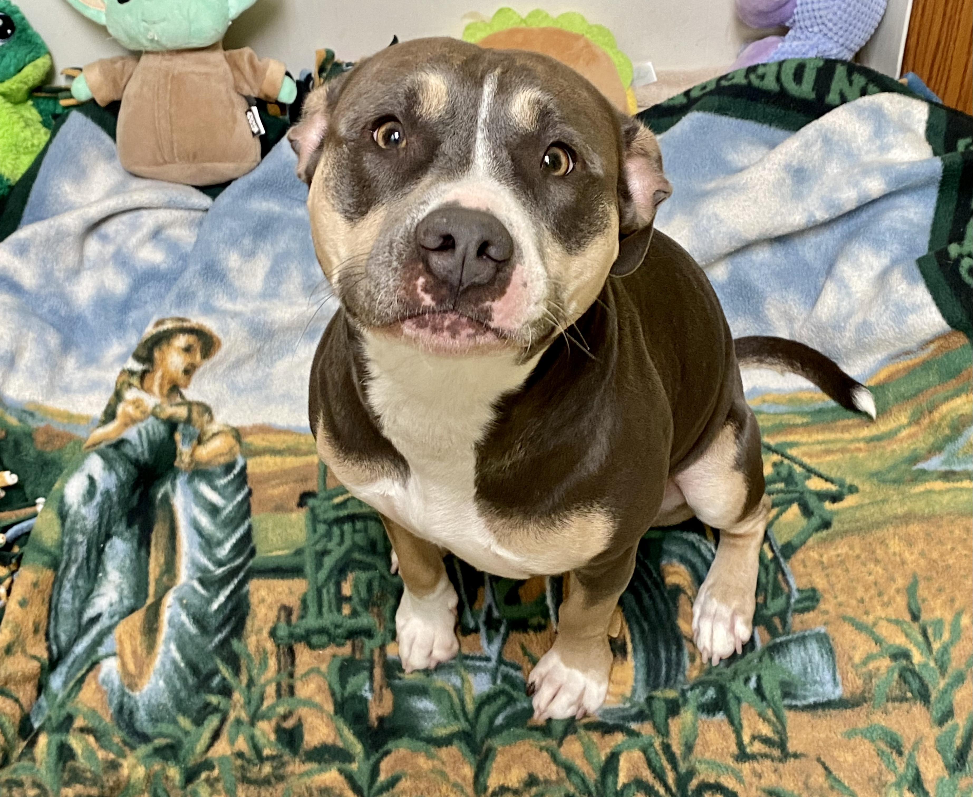 Cocoa, a ADOPTABLE mixed breed in Union City, IN image 5/5