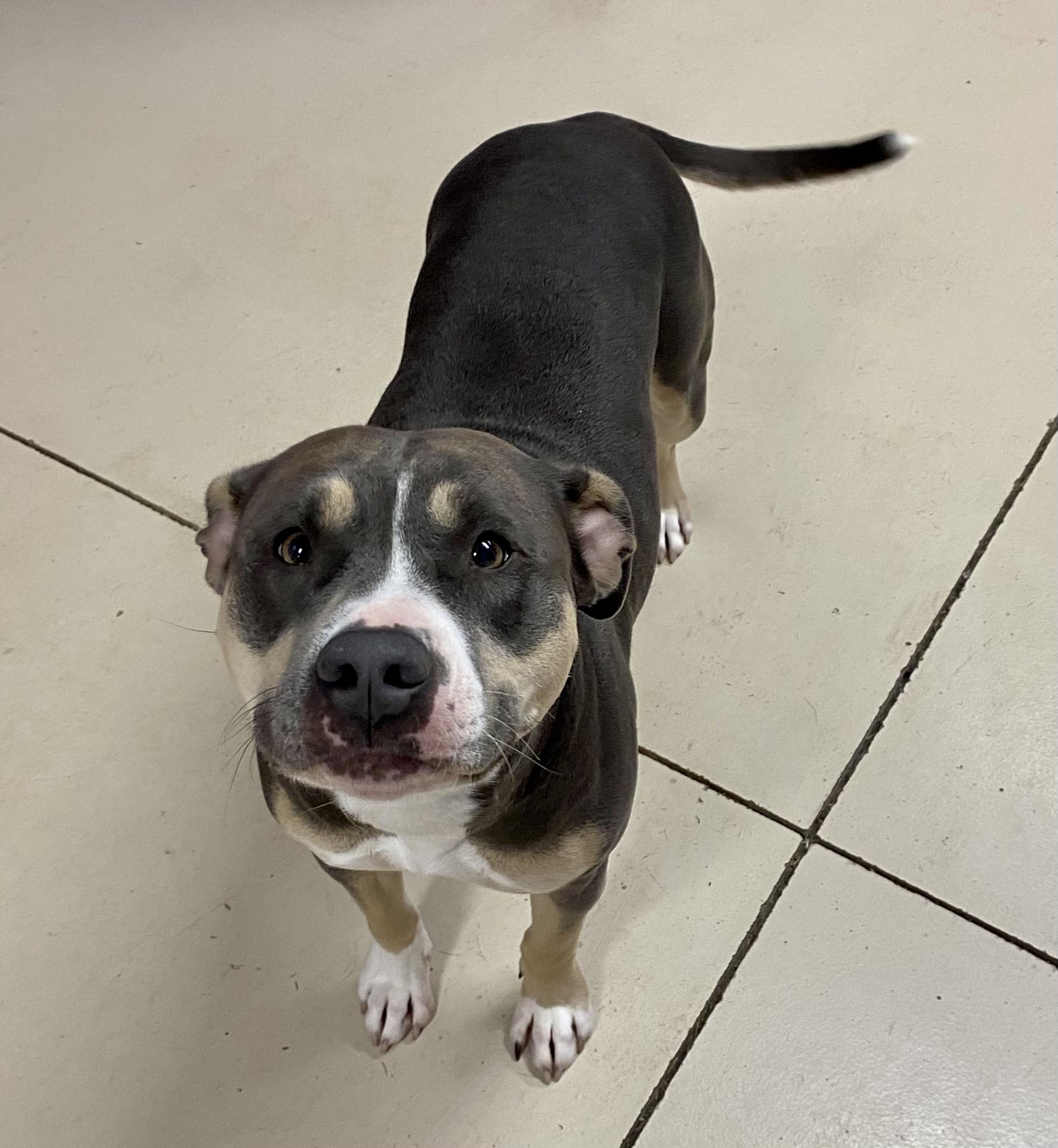 Cocoa, a ADOPTABLE mixed breed in Union City, IN image 4/5