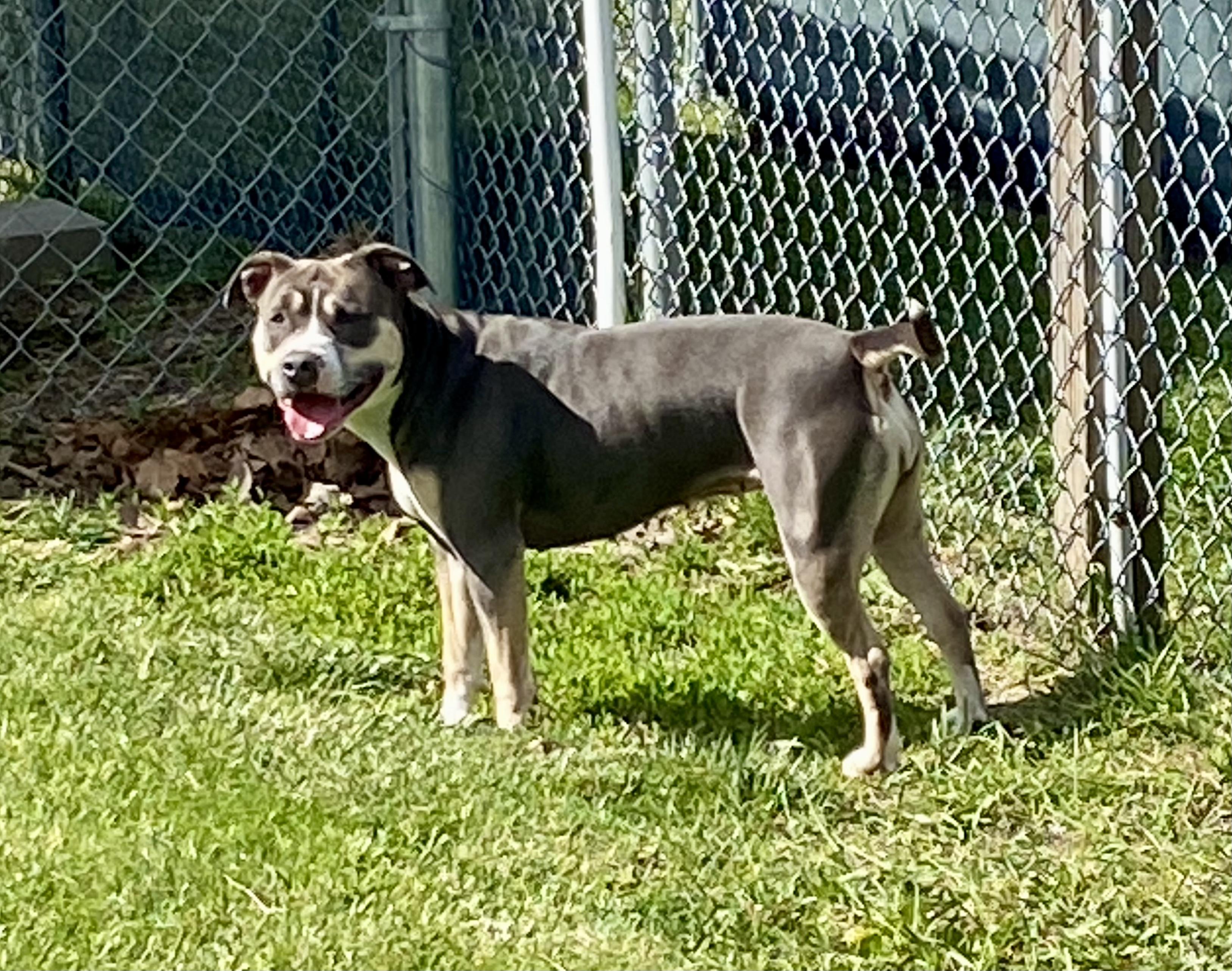 Cocoa, a ADOPTABLE mixed breed in Union City, IN image 3/5