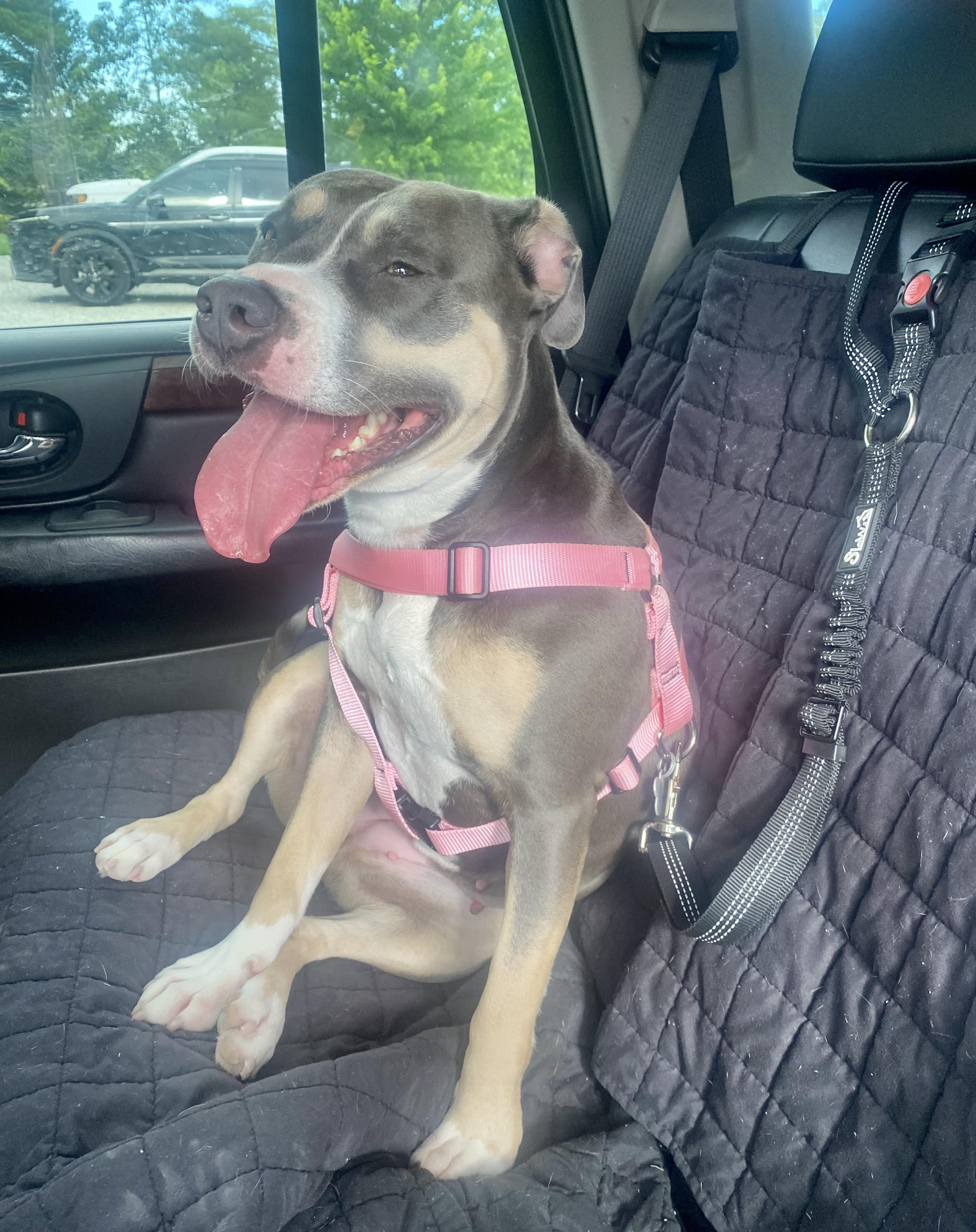Cocoa, a ADOPTABLE mixed breed in Union City, IN image 2/5