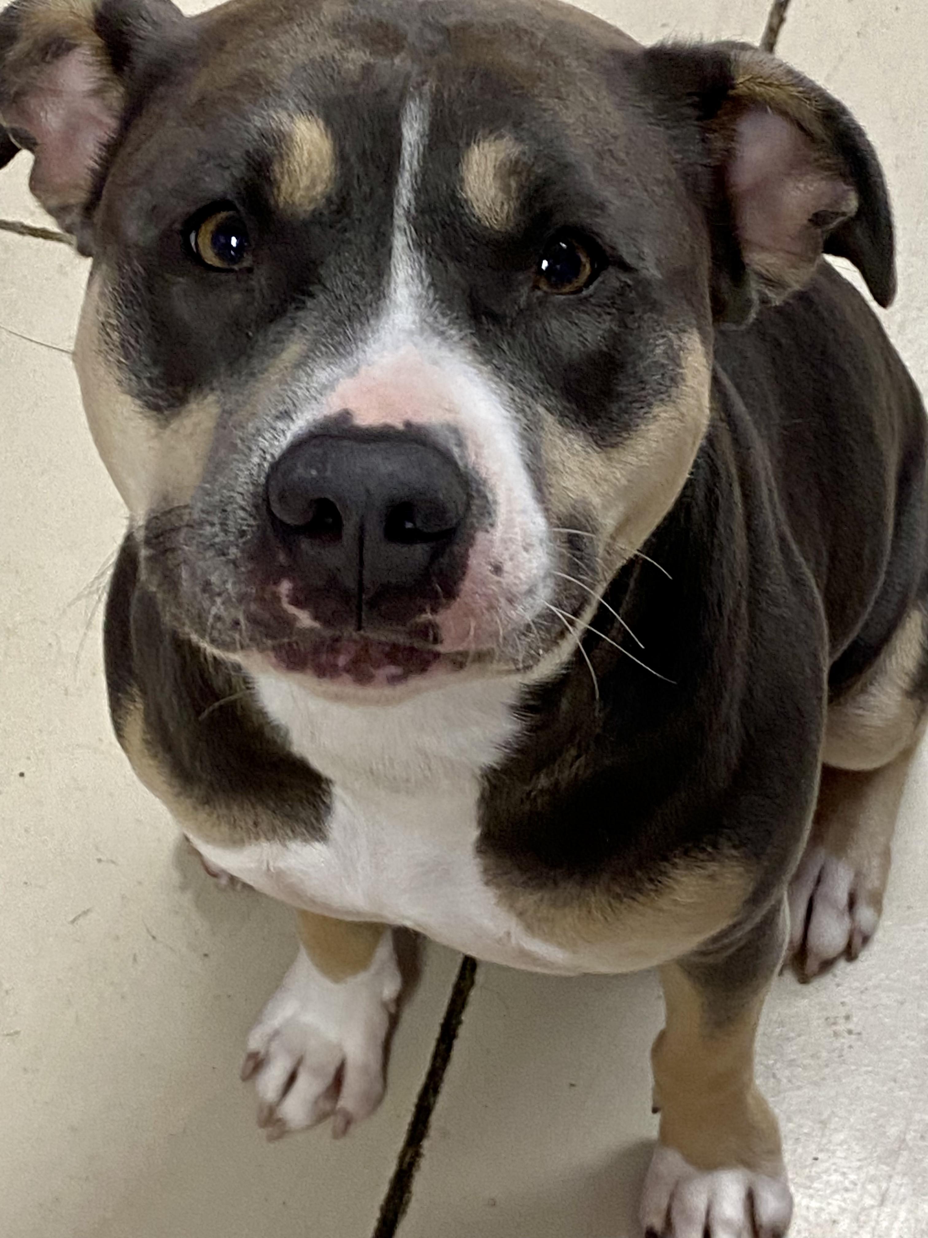 Cocoa, ADOPTABLE, Young Female American Bulldog.