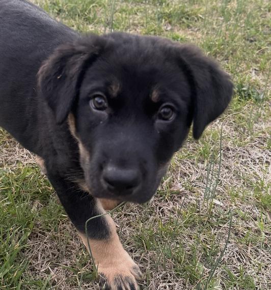 Kane Alpha — thumbnail 2