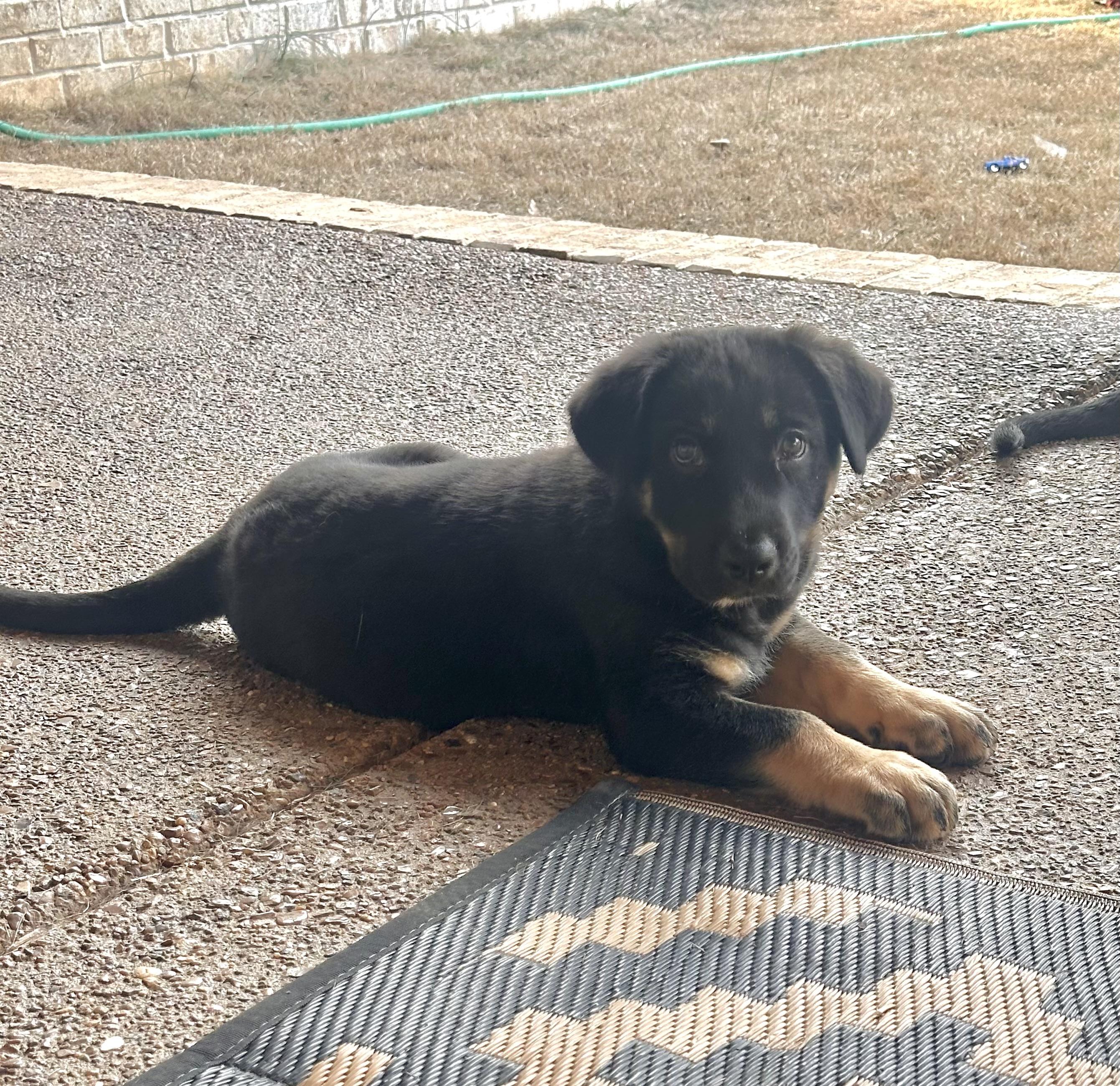 Kane Alpha — thumbnail 3