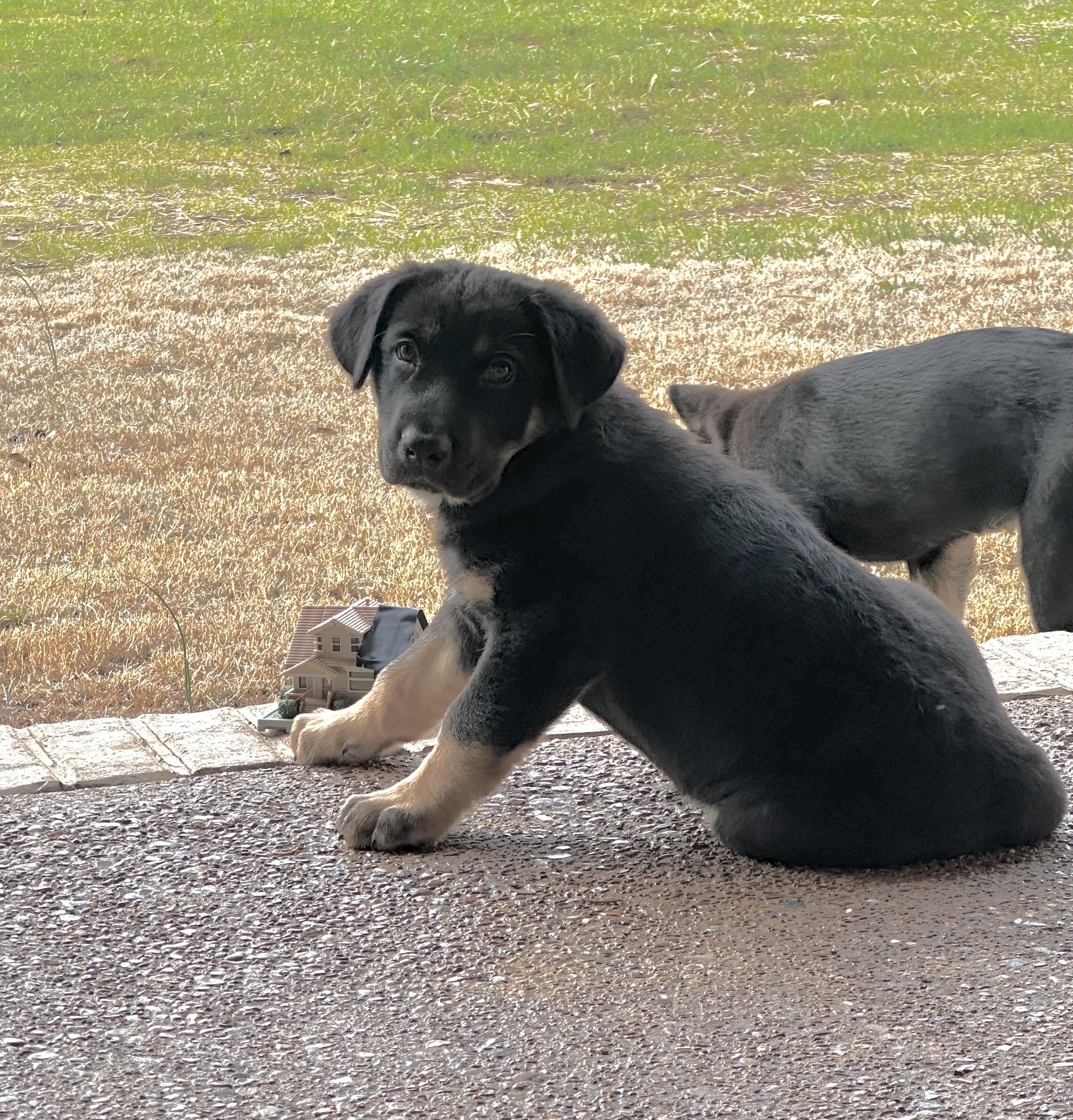 Kane Alpha — thumbnail 4