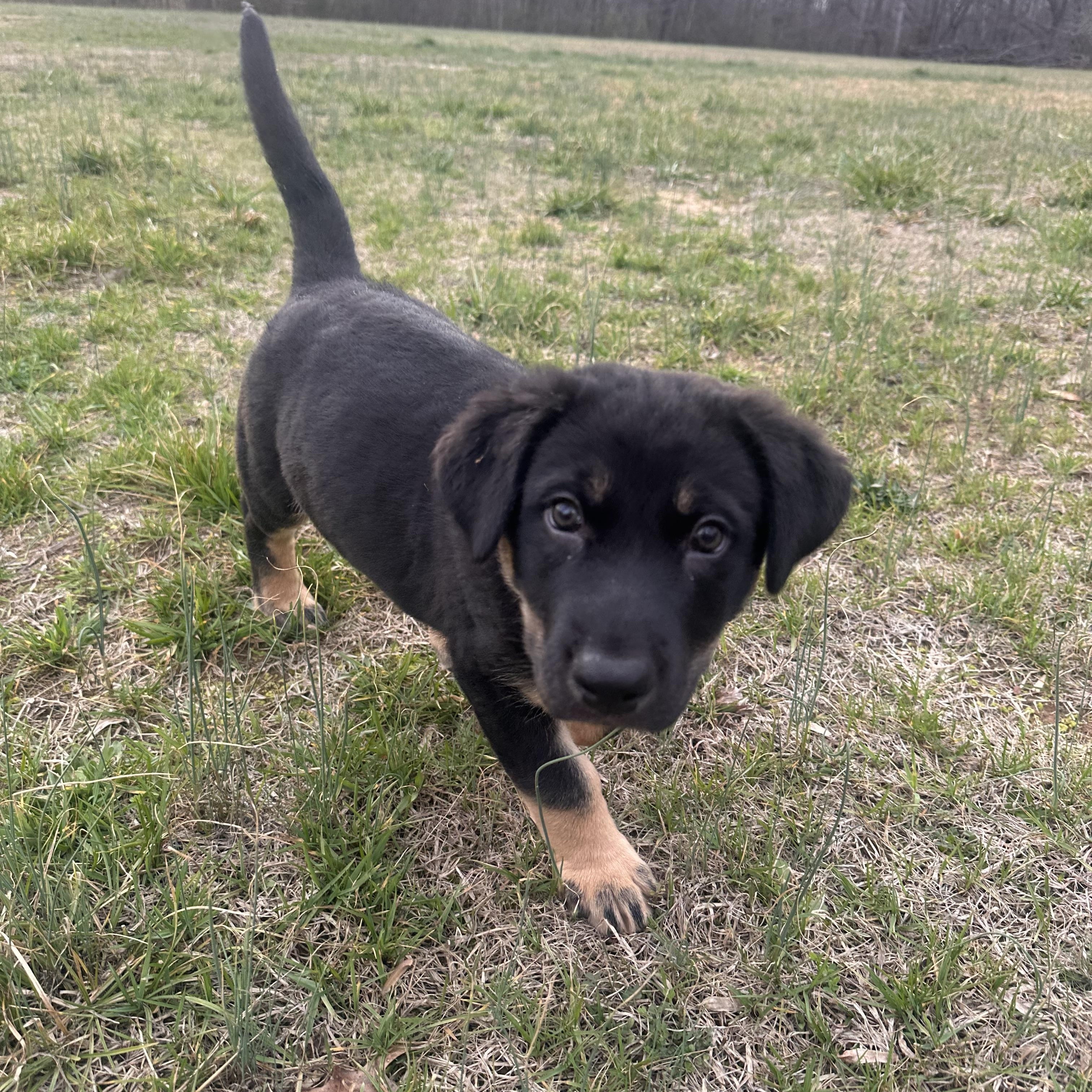 Kane Alpha — thumbnail 5