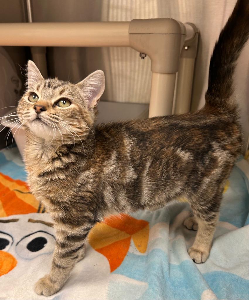 Jen, Adoptable, Kitten Female Domestic Short Hair.