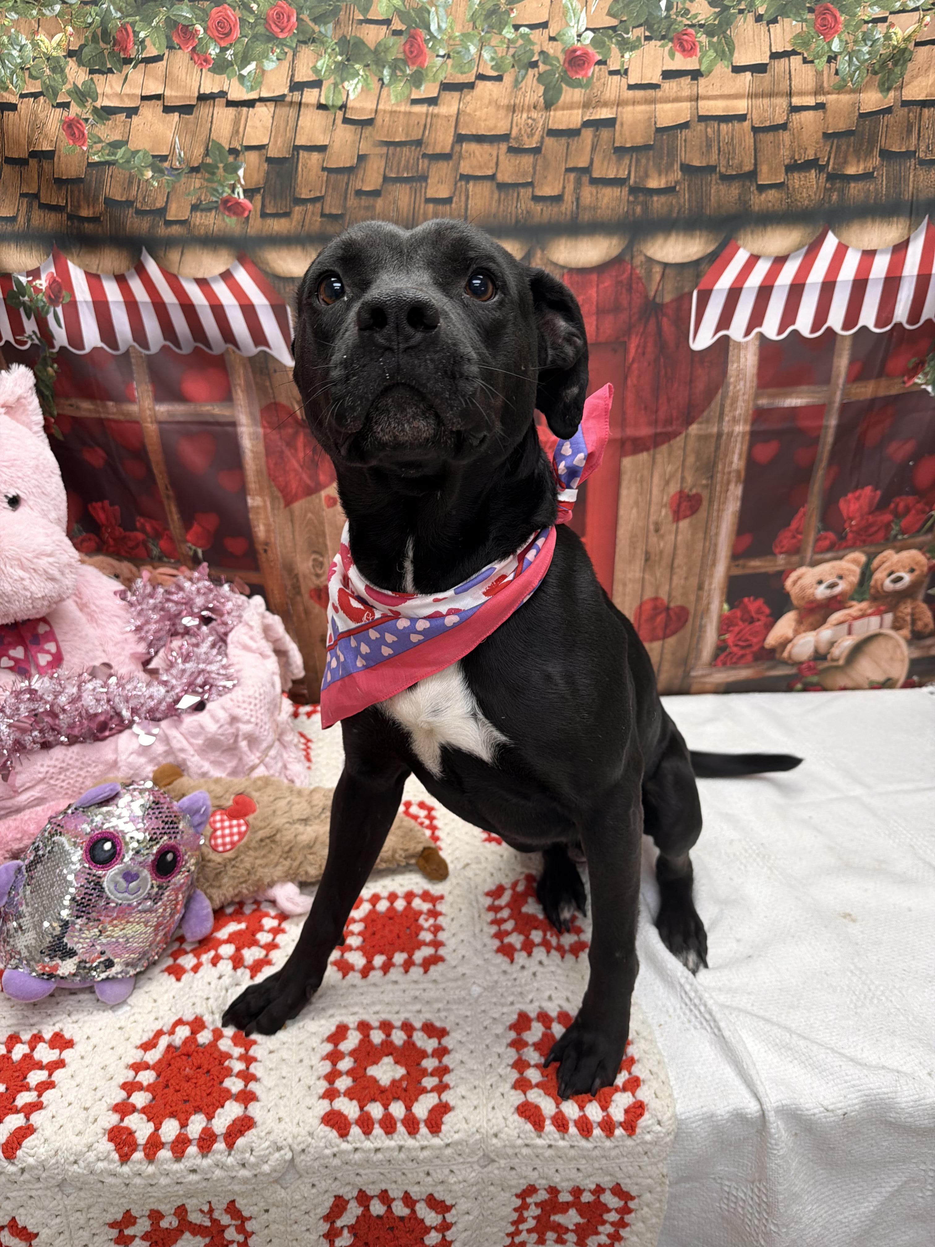 Enlarge Olaf, a ADOPTABLE mixed breed in Statesboro, GA image 2/2