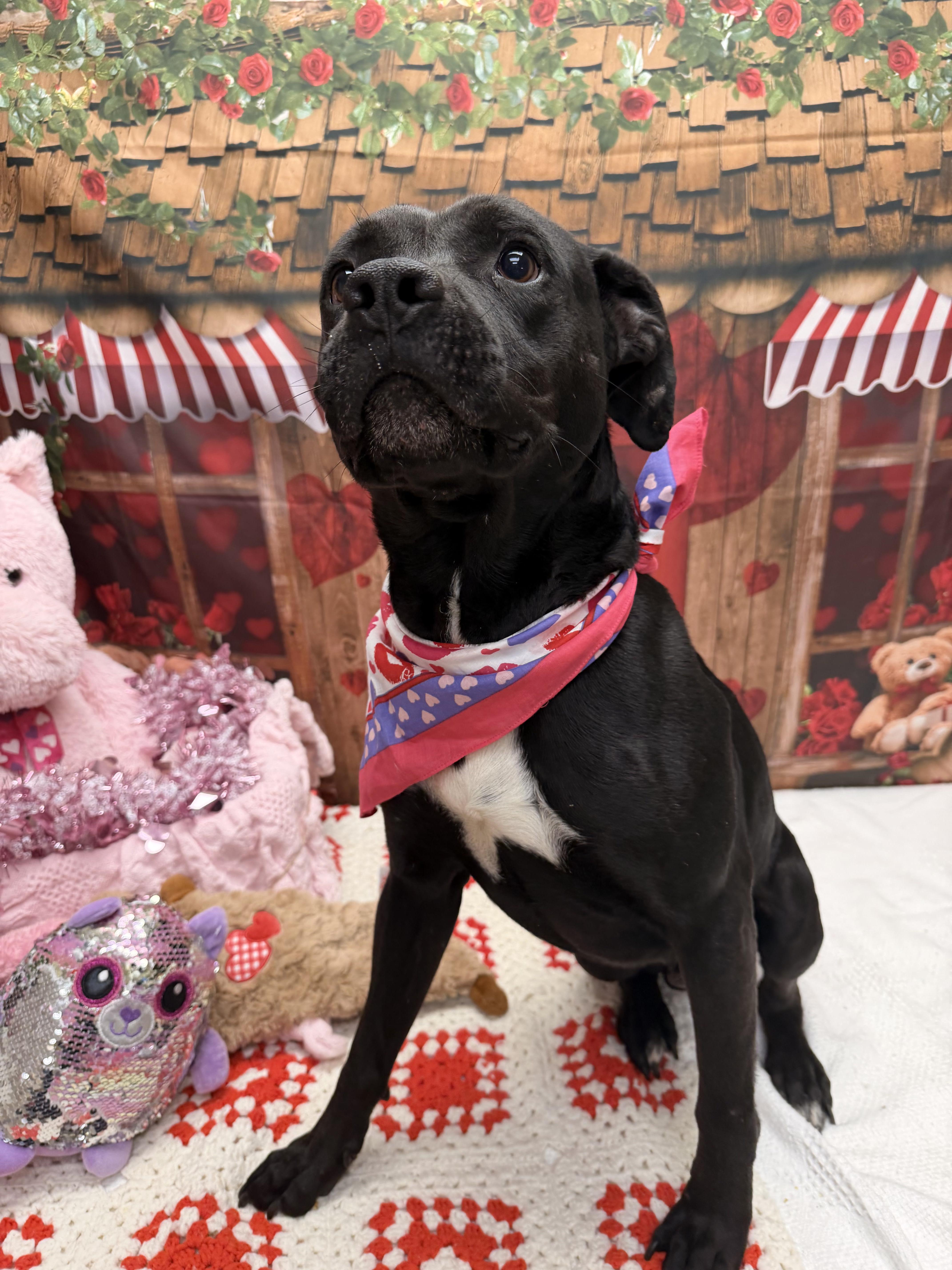 Enlarge Olaf, a ADOPTABLE mixed breed in Statesboro, GA image 1/2