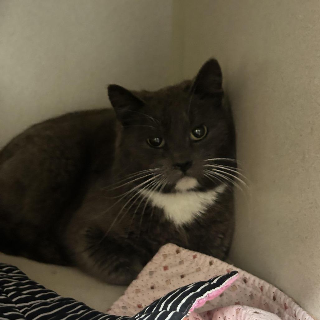 Kimmy - Barn Cat, Adoptable, Young Female Domestic Short Hair.