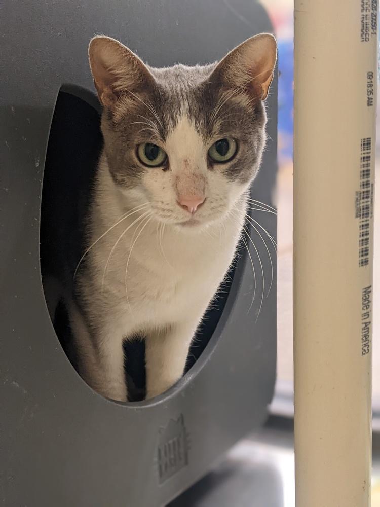 Enlarge Buffy, a Adoptable Domestic Short Hair in Anoka, MN image 2/2