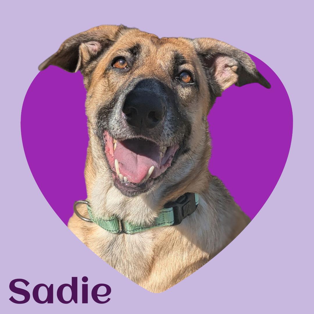 Enlarge Sadie, a Adoptable mixed breed in Manchester, NH image 1/1