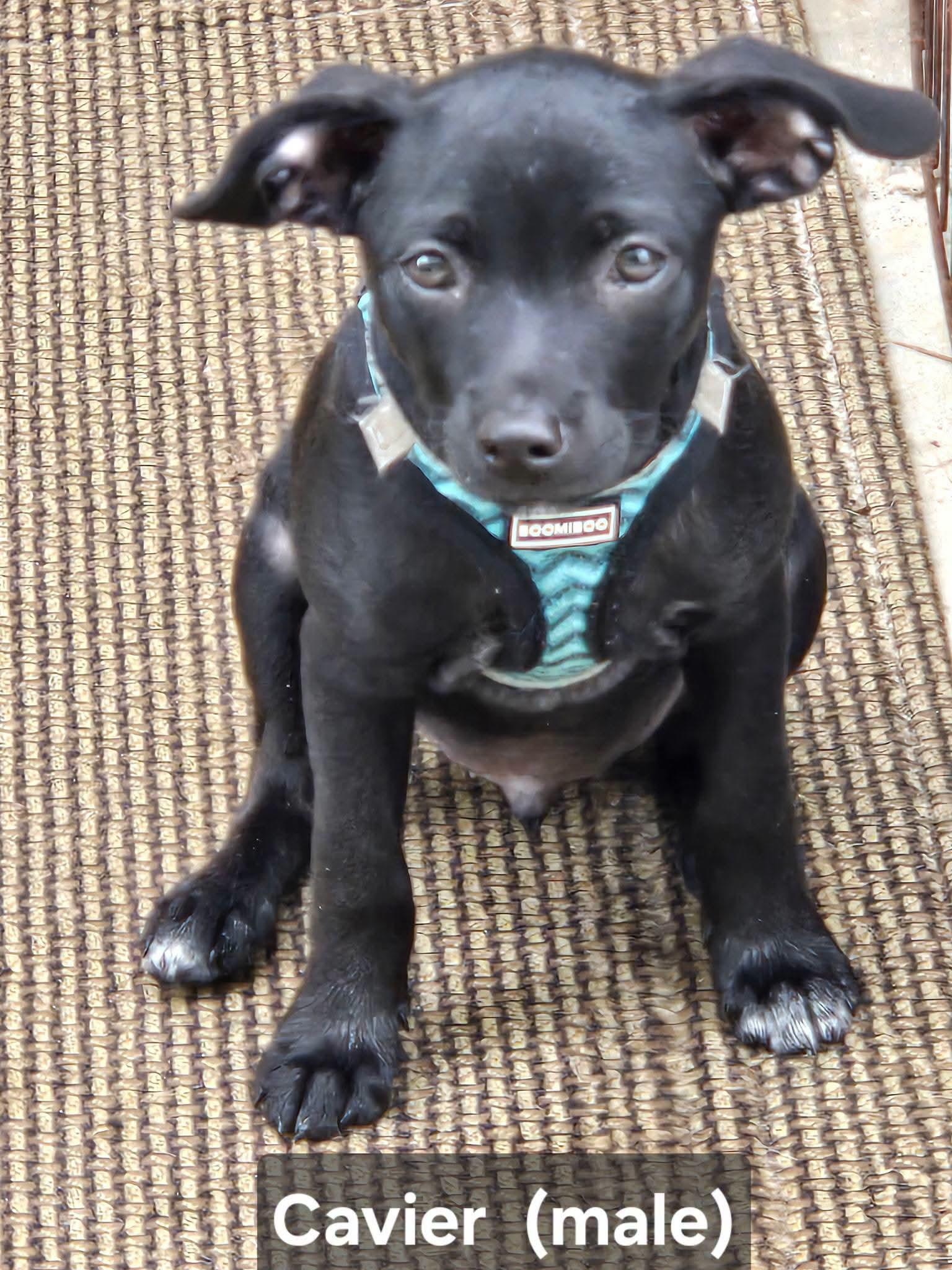Cavier, ADOPTABLE, Puppy Male Chihuahua.