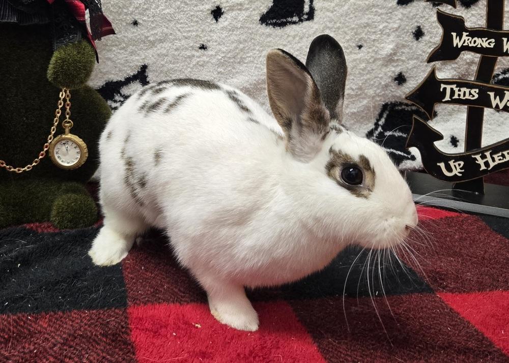 Yvonne, Adoptable, Adult Female English Spot.