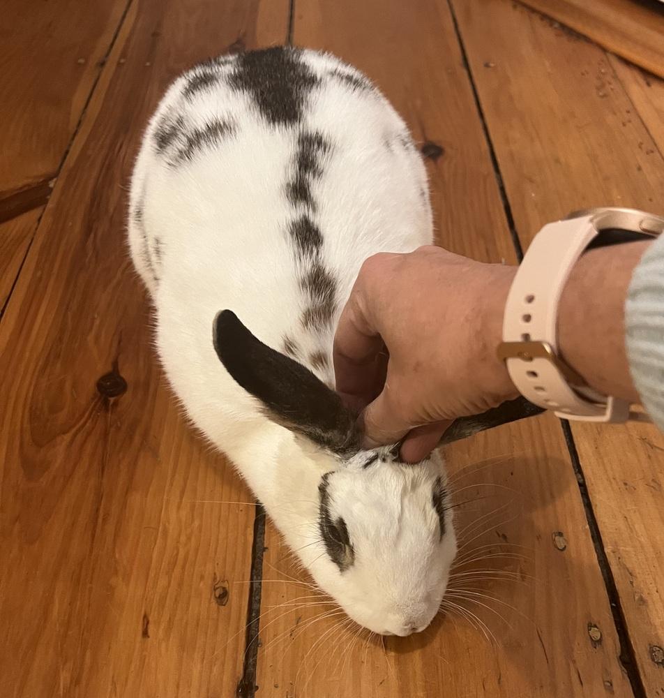 Yvonne, Adoptable, Adult Female English Spot.