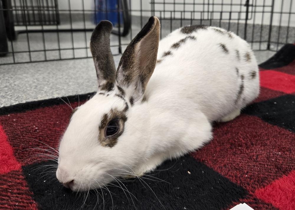 Yvonne, a Adoptable English Spot in Westford, MA image 2/6