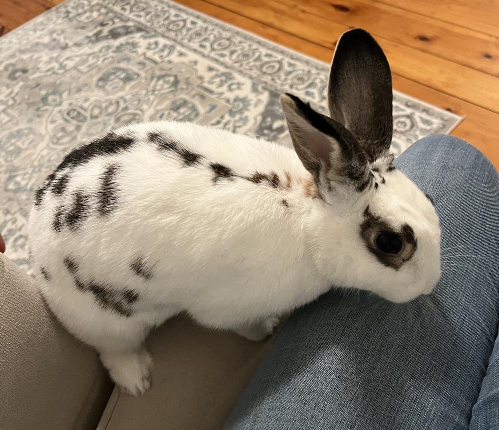 Enlarge Yvonne, a Adoptable English Spot in Westford, MA image 2/6