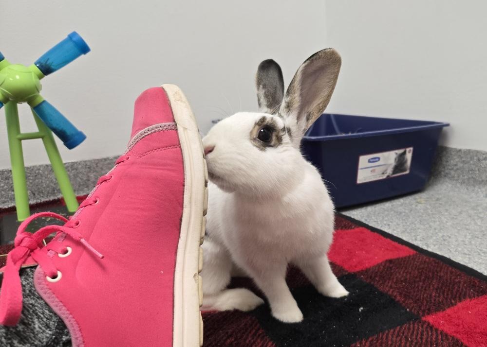 Yvonne, Adoptable, Adult Female English Spot.