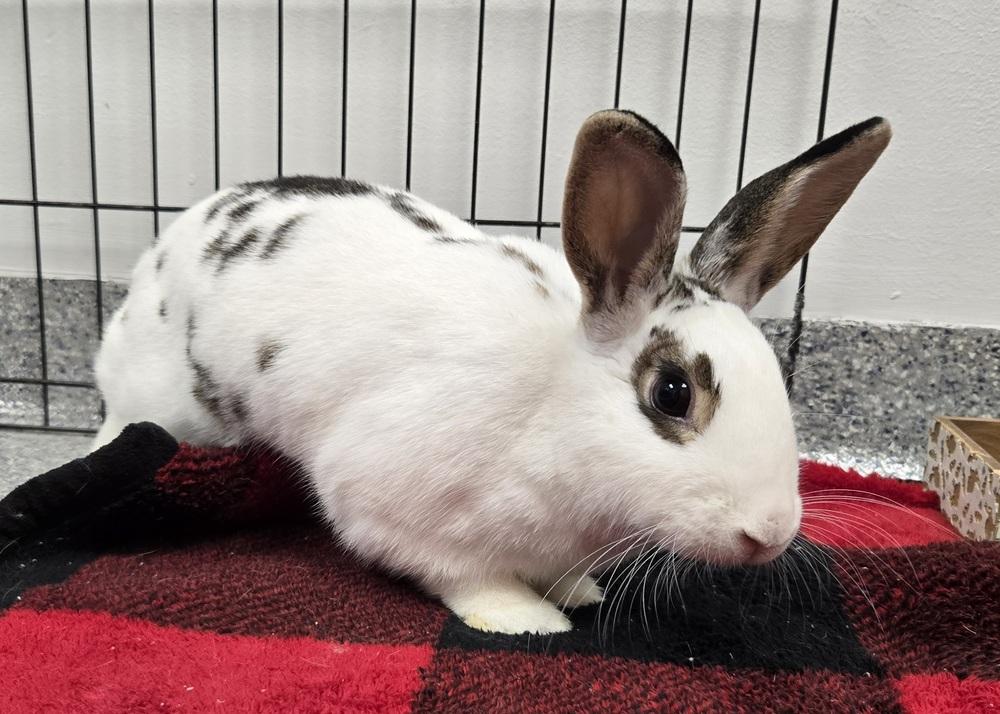 Yvonne, a Adoptable English Spot in Westford, MA image 4/6