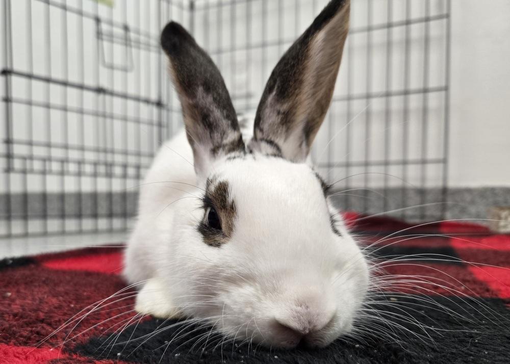 Yvonne, a Adoptable English Spot in Westford, MA image 5/6