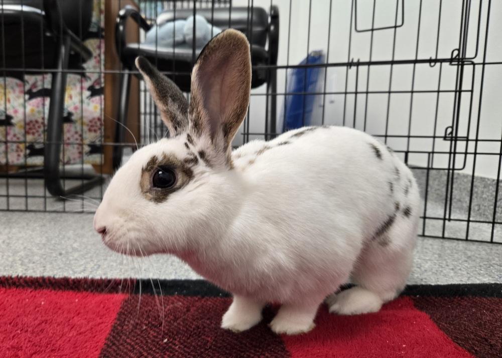 Yvonne, a Adoptable English Spot in Westford, MA image 6/6