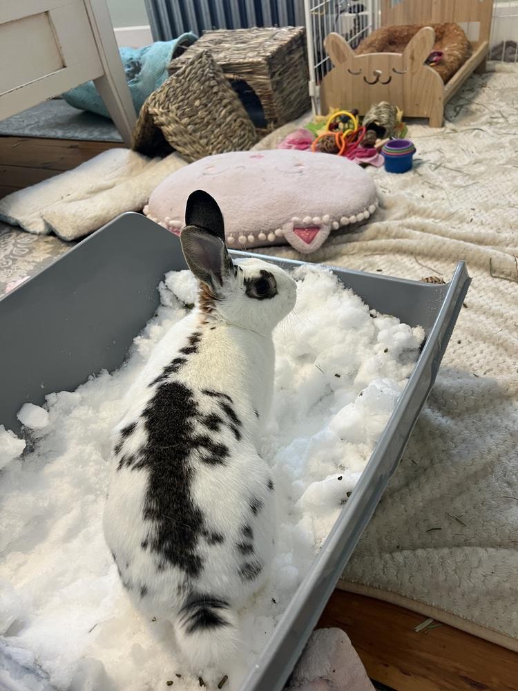 Enlarge Yvonne, a Adoptable English Spot in Westford, MA image 6/6