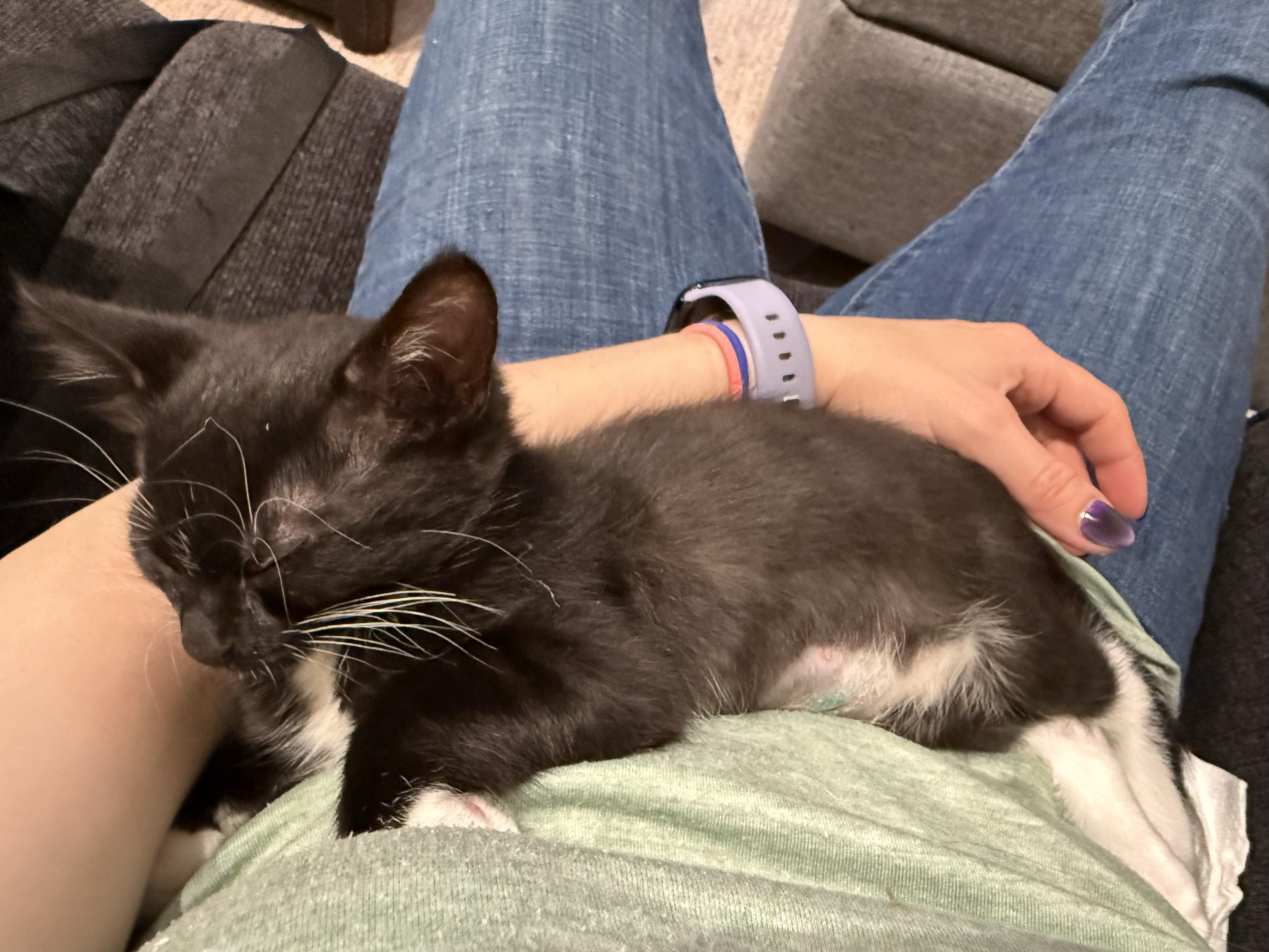 Olivia and Sabrina, a ADOPTABLE Domestic Long Hair in Seattle, WA image 6/6