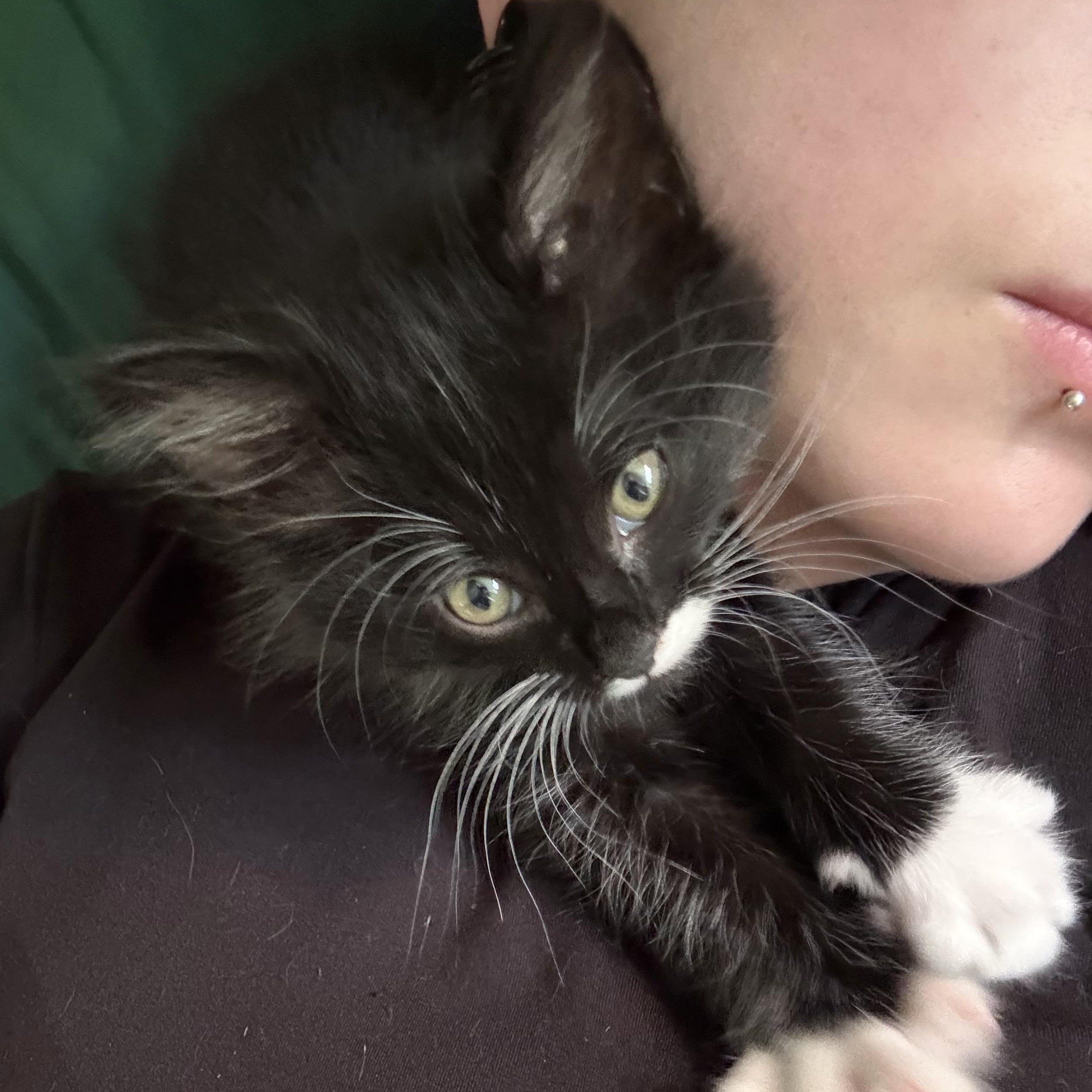 Olivia and Sabrina, ADOPTABLE, Kitten Female Domestic Long Hair.