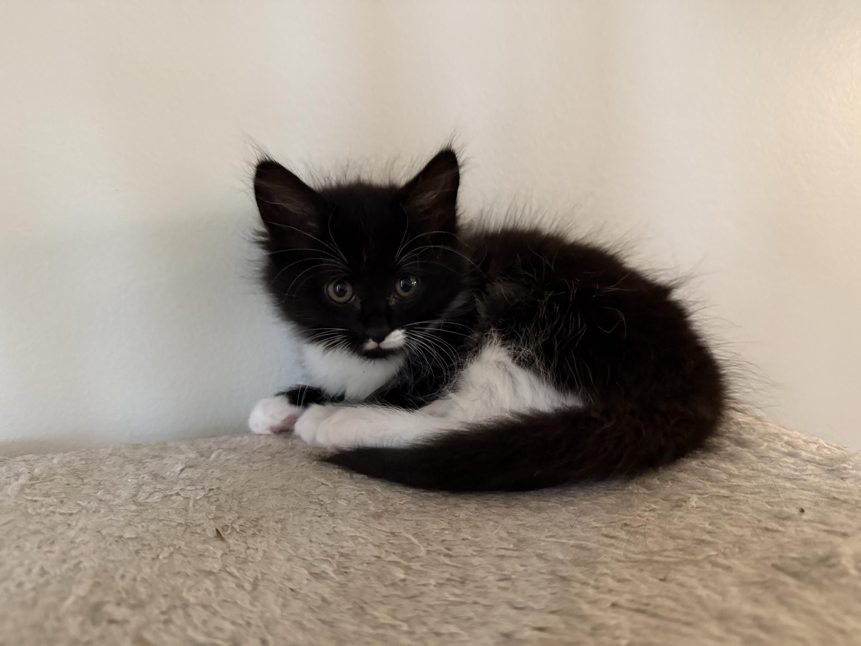 Olivia and Sabrina, a ADOPTABLE Domestic Long Hair in Seattle, WA image 2/6