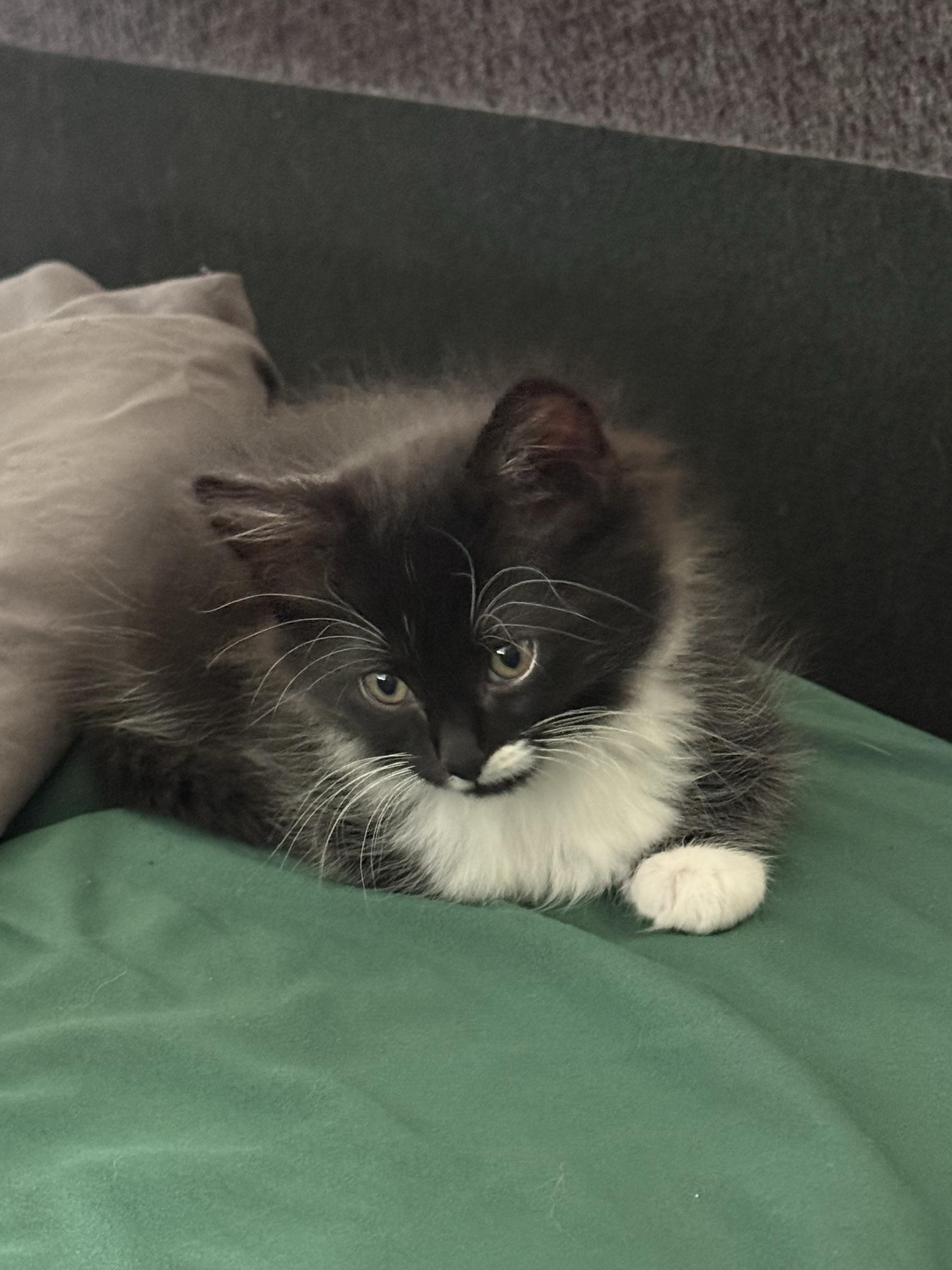 Olivia and Sabrina, a ADOPTABLE Domestic Long Hair in Seattle, WA image 3/6