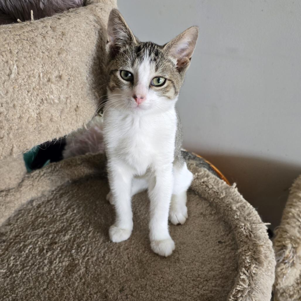 Twister, Adoptable, Young Male Domestic Short Hair.