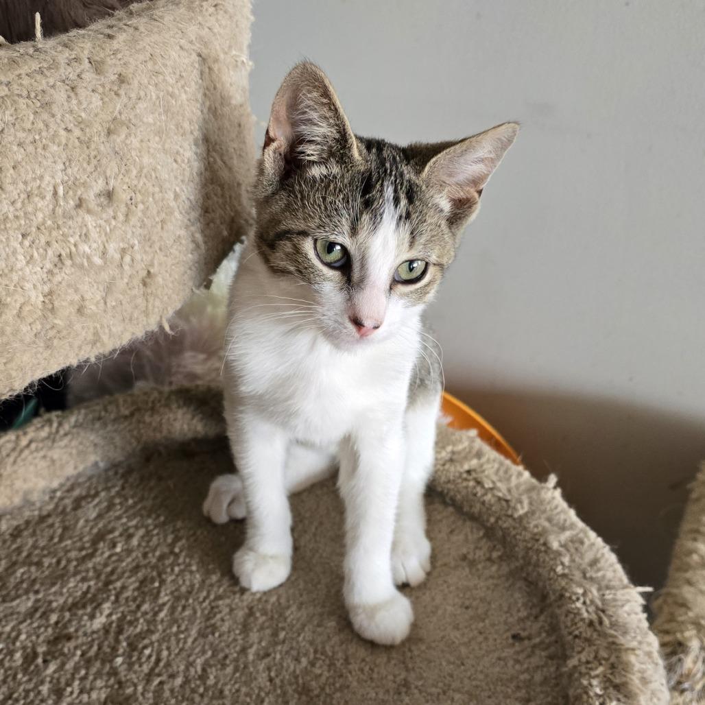 Twister, a Adoptable Domestic Short Hair in Forest Hills, NY image 2/6