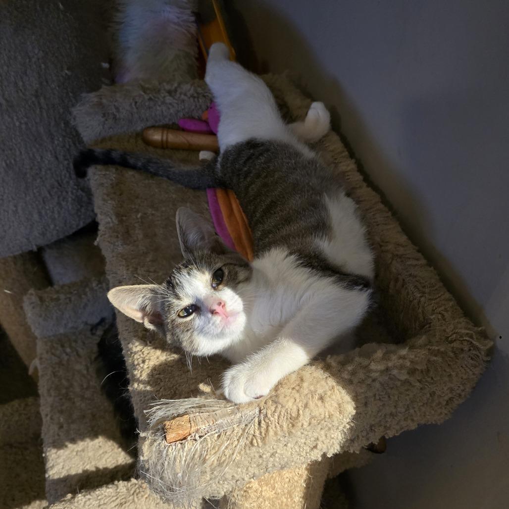 Twister, a Adoptable Domestic Short Hair in Forest Hills, NY image 4/6