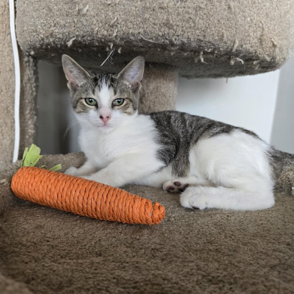 Twister, a Adoptable Domestic Short Hair in Forest Hills, NY image 5/6