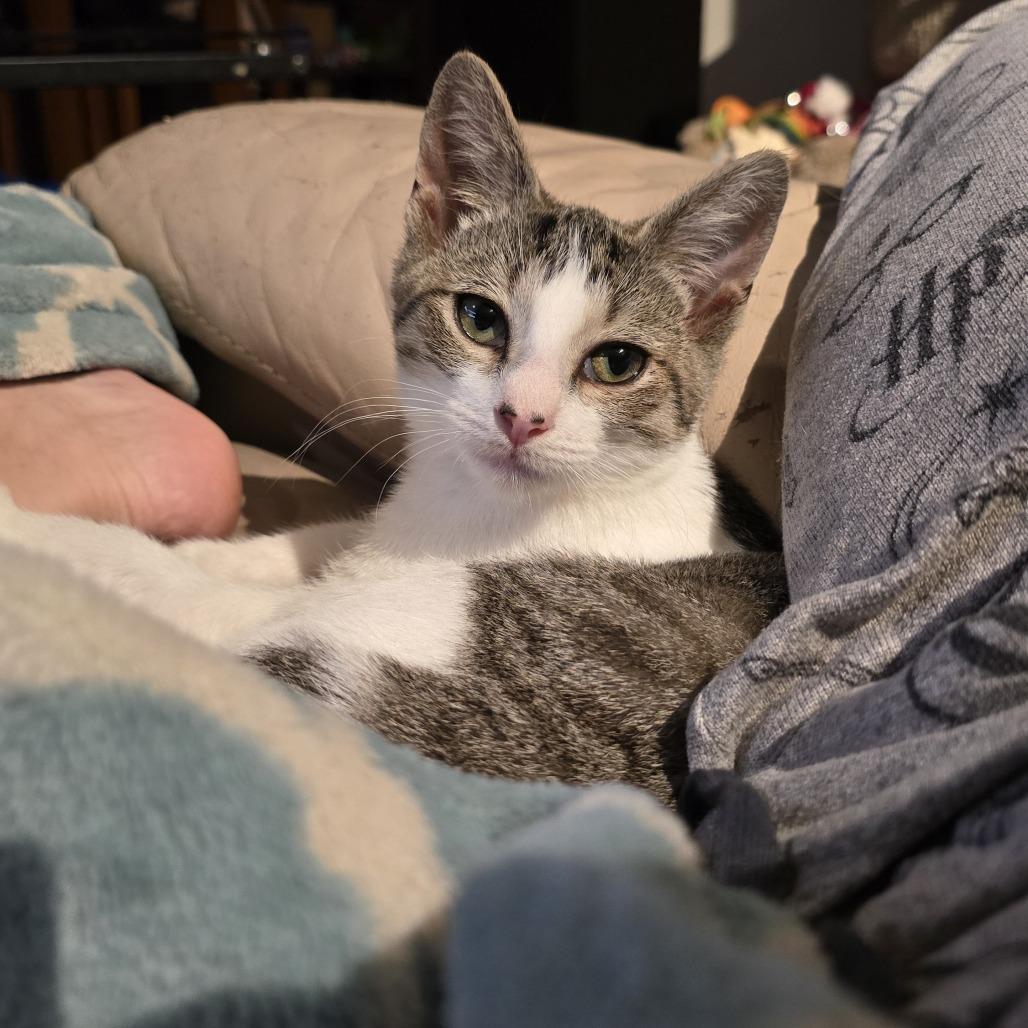 Twister, a Adoptable Domestic Short Hair in Forest Hills, NY image 6/6