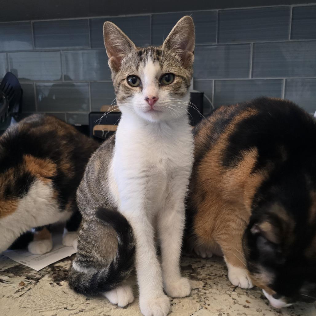 Enlarge Twister, a Adoptable Domestic Short Hair in Forest Hills, NY image 6/6