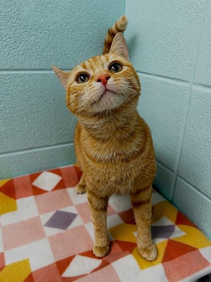 Enlarge Screamsicle, a Adoptable mixed breed in Spruce Pine, NC image 1/1