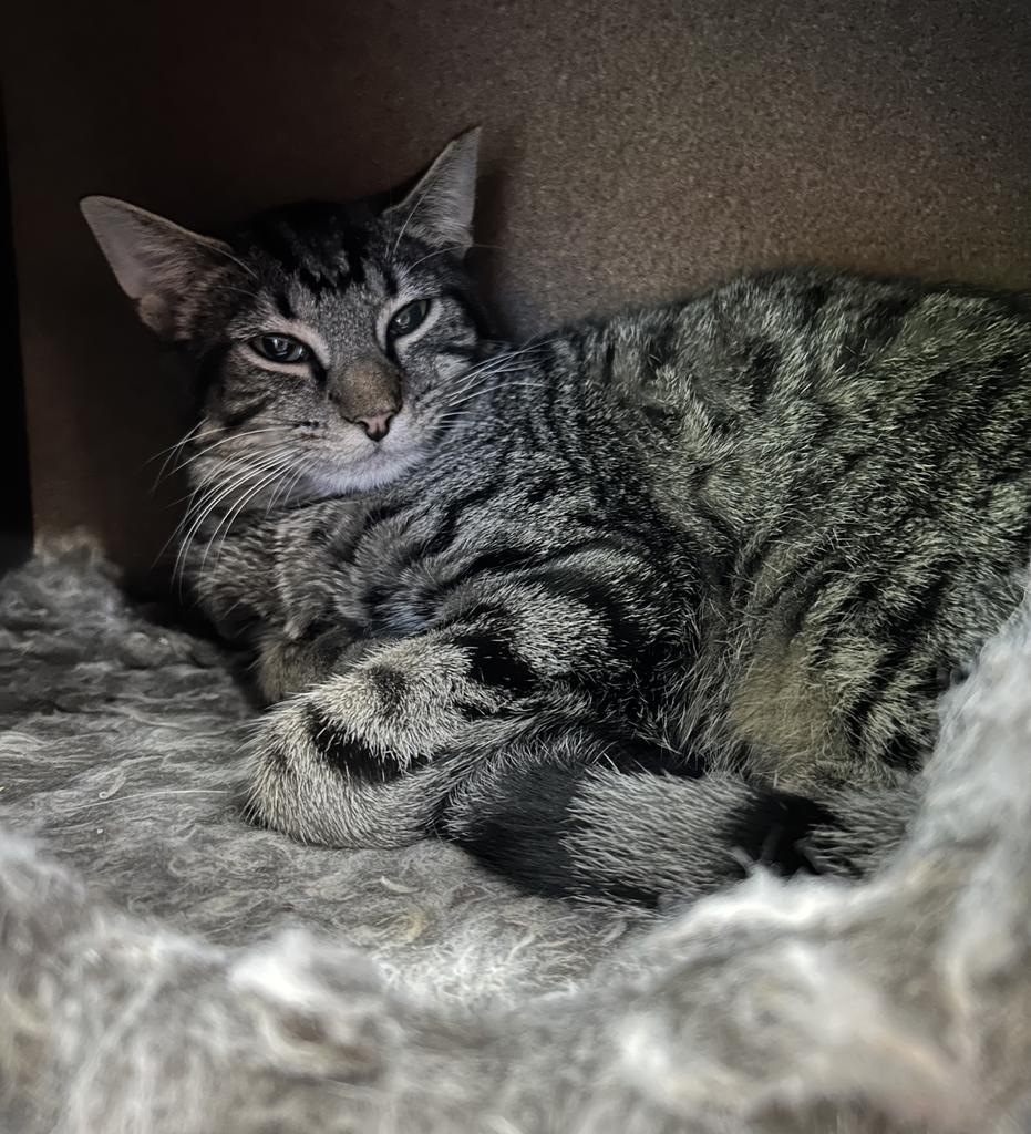 Jep, Adoptable, Adult Male Domestic Short Hair.