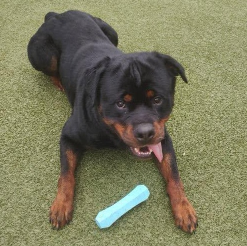 Enlarge Loki Michigan, a ADOPTABLE Rottweiler in Polk, OH image 2/4