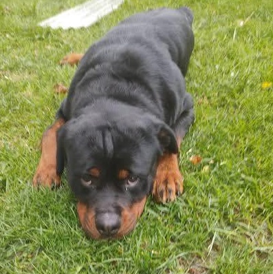Enlarge Loki Michigan, a ADOPTABLE Rottweiler in Polk, OH image 4/4