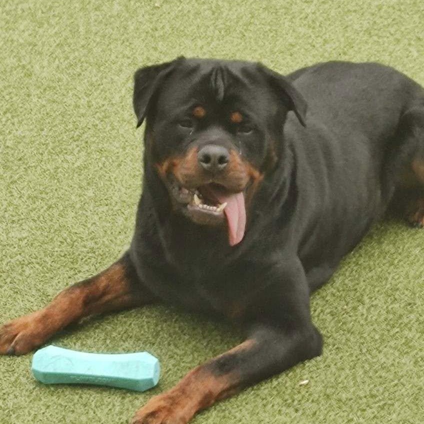 Enlarge Loki Michigan, a ADOPTABLE Rottweiler in Polk, OH image 3/4
