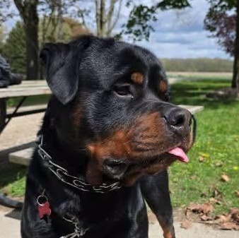 Loki Michigan, ADOPTABLE, Adult Male Rottweiler.