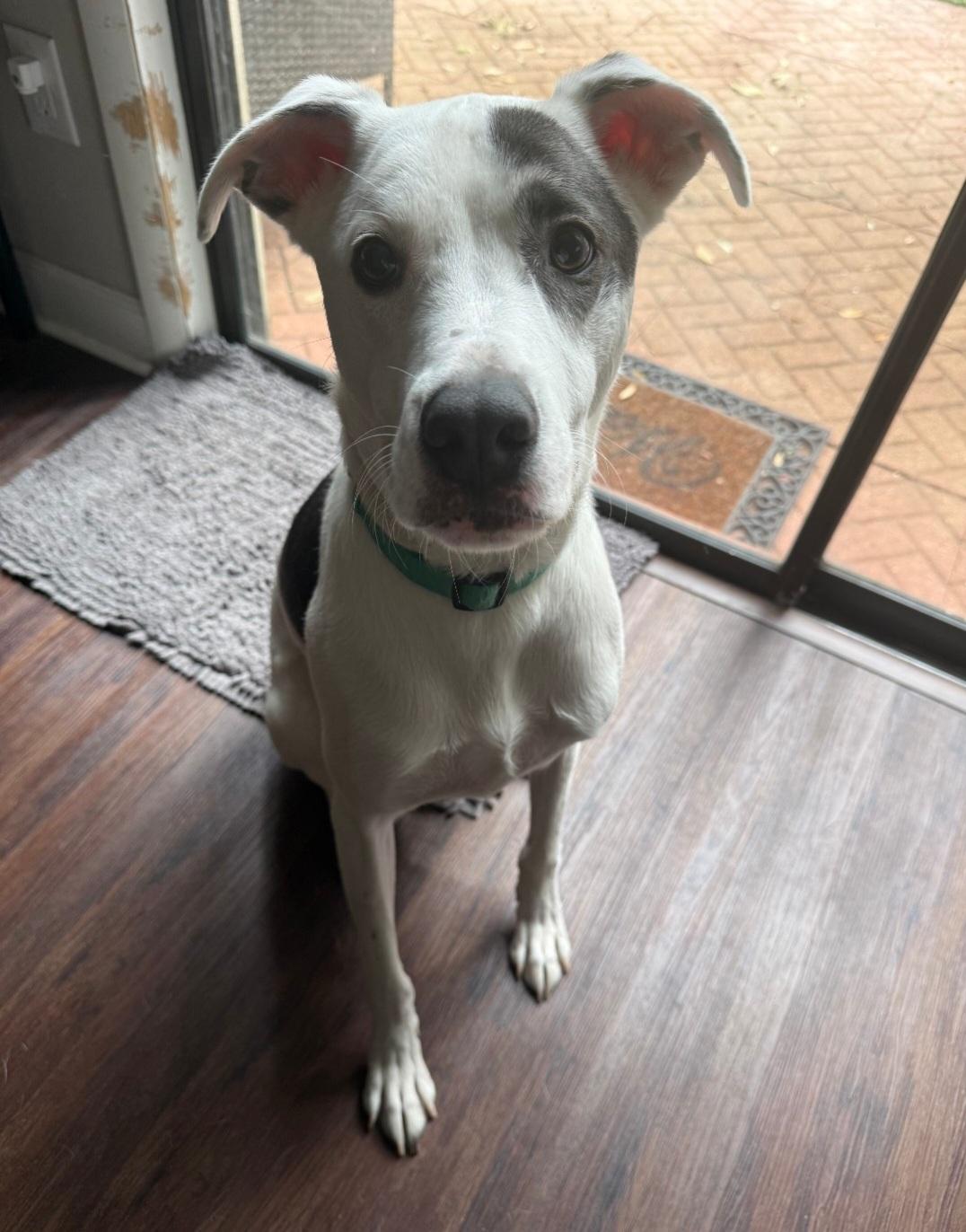 R- Arlo, a ADOPTABLE mixed breed in Oviedo, FL image 5/5