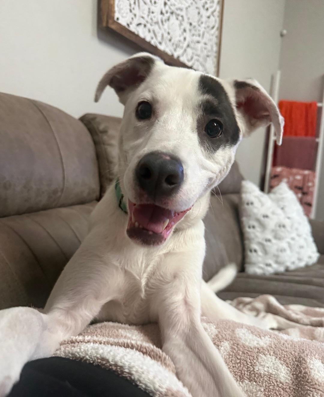 R- Arlo, a ADOPTABLE mixed breed in Oviedo, FL image 3/5