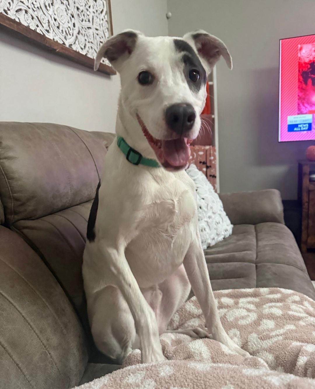 R- Arlo, a ADOPTABLE mixed breed in Oviedo, FL image 2/5