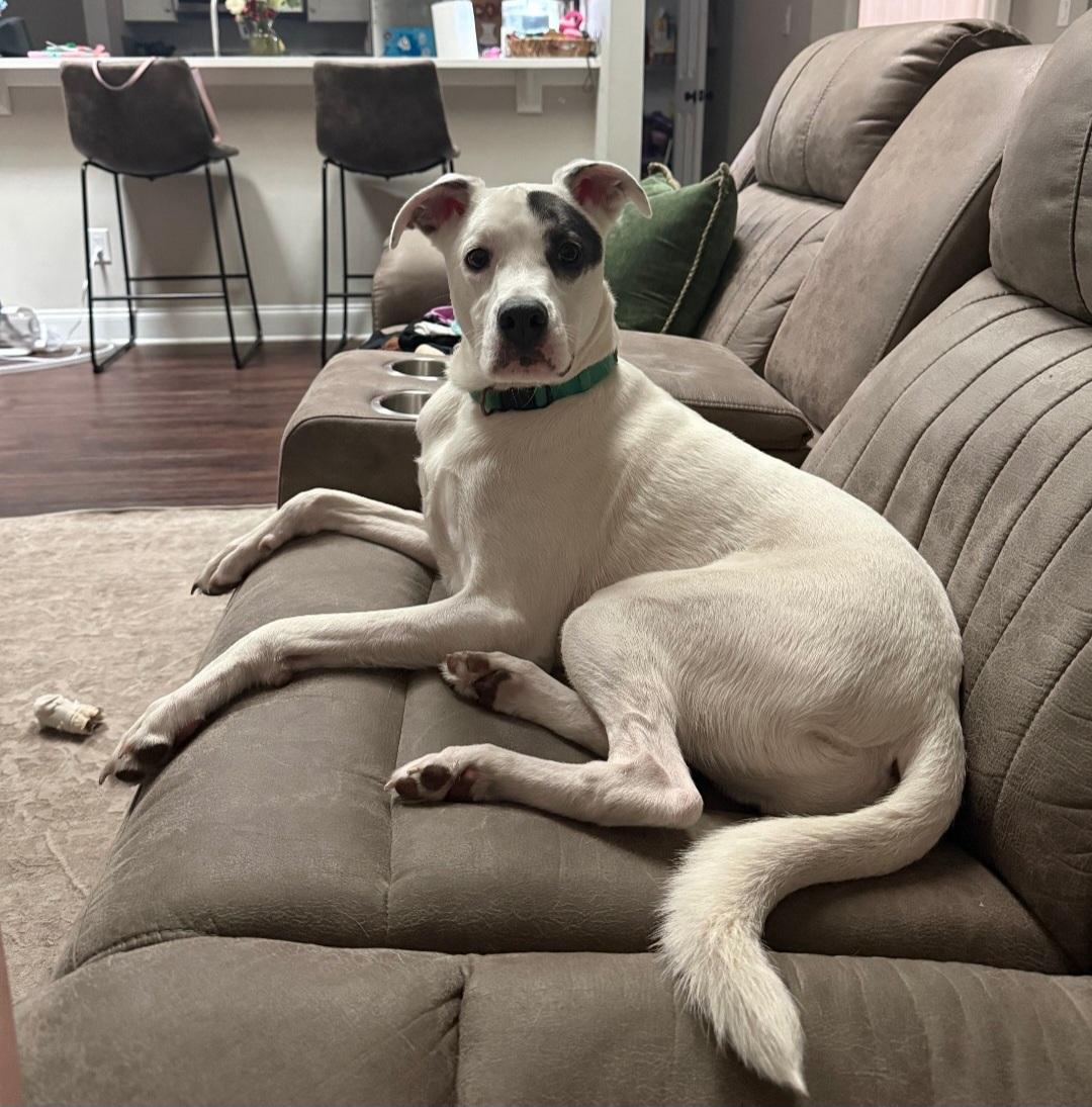 R- Arlo, a ADOPTABLE mixed breed in Oviedo, FL image 4/5