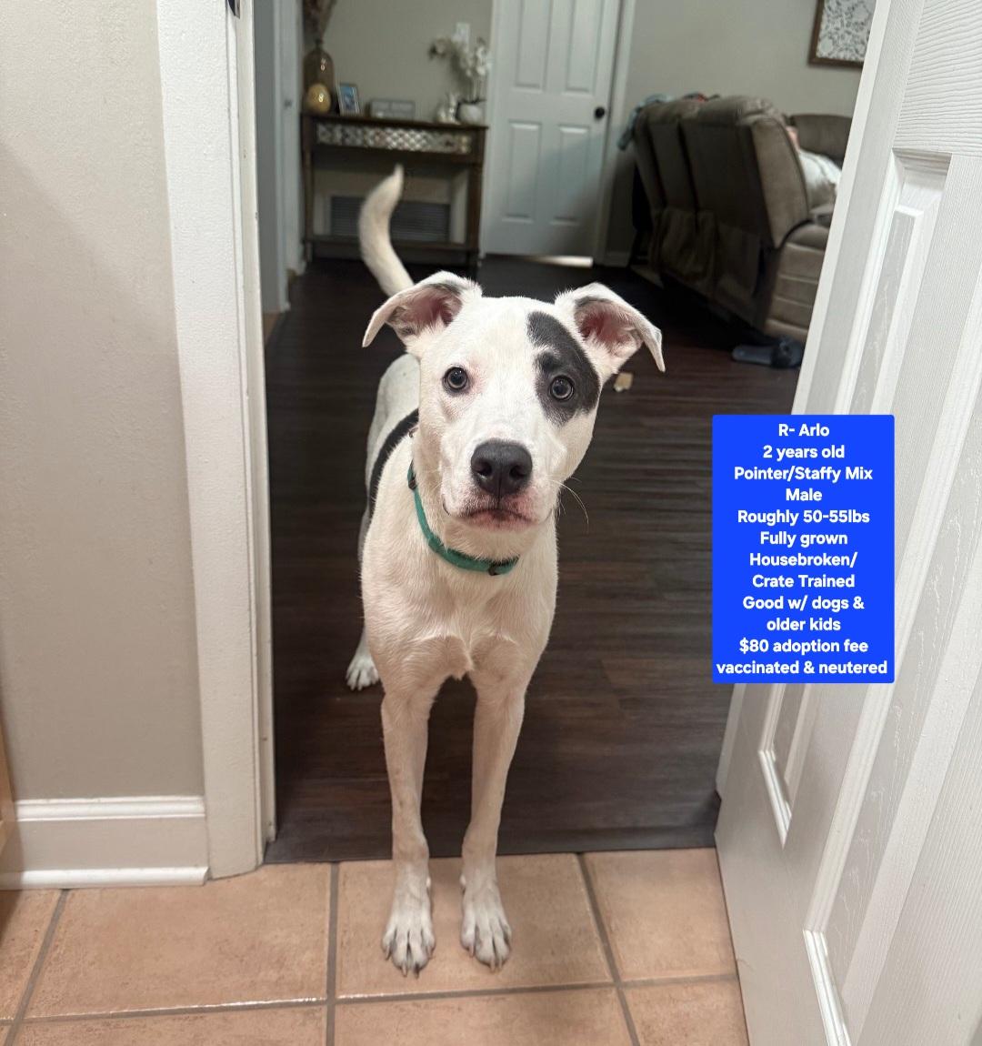 R- Arlo, ADOPTABLE, Adult Male Pointer & Staffordshire Bull Terrier.