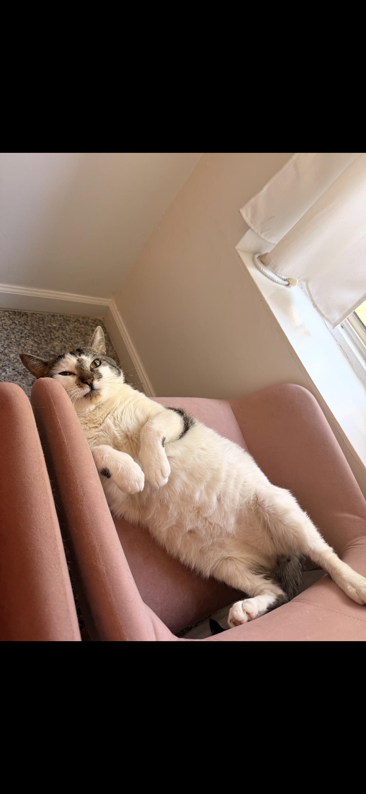 Spot, a ADOPTABLE American Shorthair in Brooklyn, NY image 2/2