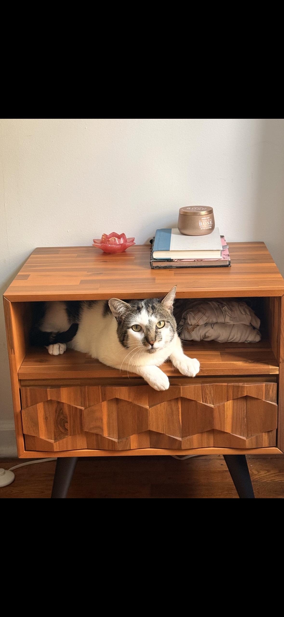 Enlarge Spot, a Adoptable American Shorthair in Brooklyn, NY image 3/5
